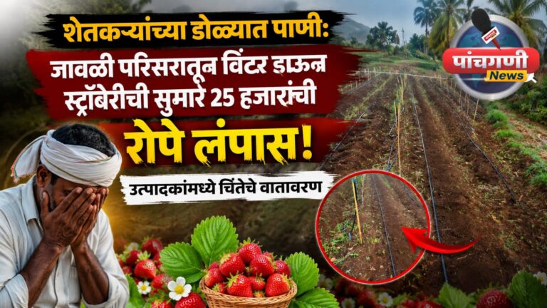 बळीराजाच्या कष्टावर दरोडा! वाई-जावळी परिसरातून विंटर डाऊन स्ट्रॉबेरीची रोपे लंपास; ‘मदर प्लांट’ चोरीला गेल्याने शेतकरी हवालदील