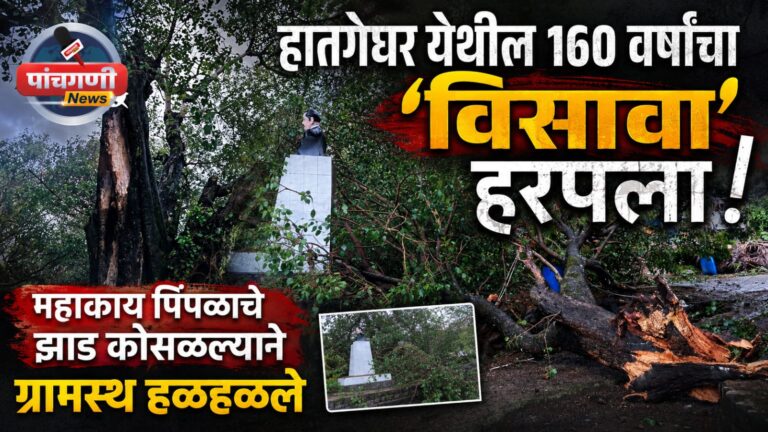 हातगेघर येथील १६० वर्षांचा ऐतिहासिक ‘विसावा’ हरपला! महाकाय पिंपळाचे झाड कोसळल्याने ग्रामस्थ हळहळले