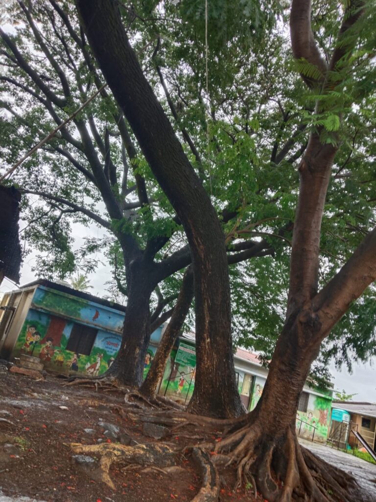 कुडाळ शाळेच्या परिसरातील धोकादायक वृक्ष हटवण्याची मागणी; चिमुकल्यांना जीव मुठीत धरून शिकावी लागतेय शाळा!