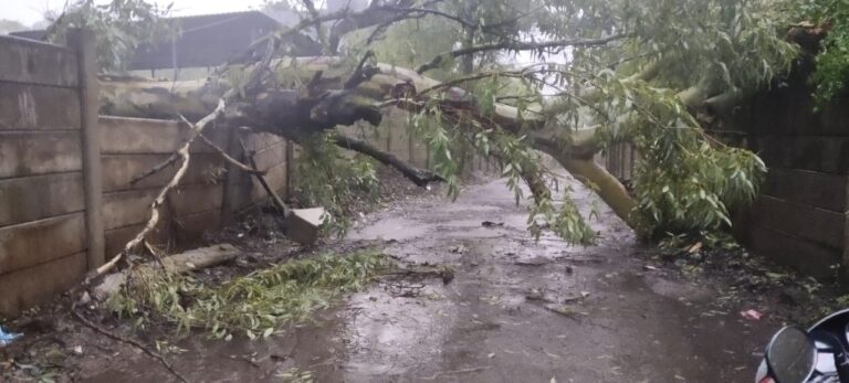 भिलार-दानवली रस्त्यावर महाकाय निलगिरीचे झाड कोसळले; वाहतूक तासनतास ठप्प, प्रशासनाच्या डोळेझाकपणामुळे ग्रामस्थांचा जीव धोक्यात!