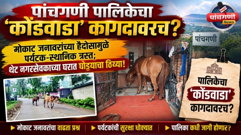पांचगणी पालिकेचा ‘कोंडवाडा’ कागदावरच? मोकाट जनावरांच्या हैदोसामुळे पर्यटक-स्थानिक त्रस्त; थेट नगरसेवकाच्या घरात घोड्याचा ठिय्या!
