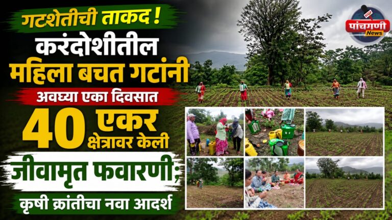 गटशेतीची ताकद! करंदोशीतील महिला बचत गटांनी अवघ्या एका दिवसात ४० एकर क्षेत्रावर केली जीवामृत फवारणी; कृषी क्रांतीचा नवा आदर्श