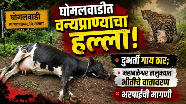 घोगलवाडीत वन्यप्राण्याच्या हल्ल्यात दुभती गाय ठार; महाबळेश्वर तालुक्यात भीतीचे वातावरण, भरपाईची मागणी