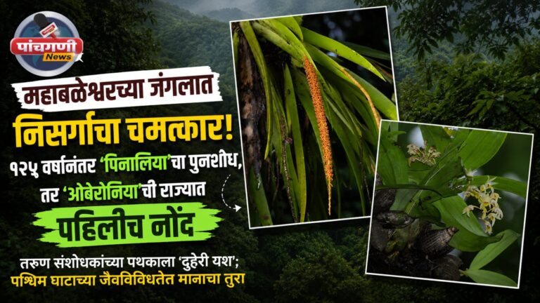 महाबळेश्वरच्या जंगलात निसर्गाचा चमत्कार; १२५ वर्षांनंतर ‘पिनालिया’चा पुनर्शोध, तर ‘ओबेरोनिया’ची राज्यात पहिलीच नोंद ​तरुण संशोधकांच्या पथकाला ‘दुहेरी यश’; पश्चिम घाटाच्या जैवविविधतेत मानाचा तुरा