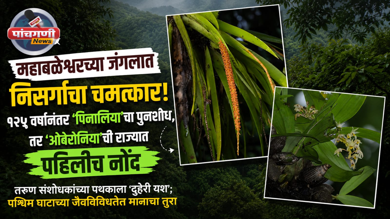 महाबळेश्वरच्या जंगलात निसर्गाचा चमत्कार; १२५ वर्षांनंतर ‘पिनालिया’चा पुनर्शोध, तर ‘ओबेरोनिया’ची राज्यात पहिलीच नोंद ​तरुण संशोधकांच्या पथकाला ‘दुहेरी यश’; पश्चिम घाटाच्या जैवविविधतेत मानाचा तुरा