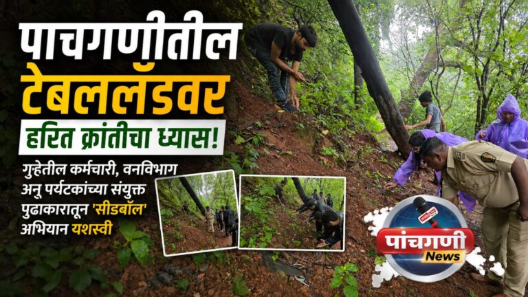 पाचगणीतील टेबललँडवर हरित क्रांतीचा ध्यास! गुहेतील कर्मचारी, वनविभाग अन् पर्यटकांच्या संयुक्त पुढाकारातून ‘सीडबॉल’ अभियान यशस्वी