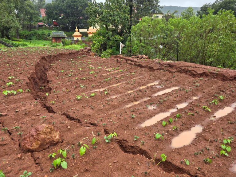 गोडवलीत पावसाच्या तांडवाने शेतजमीन पुन्हा खचली; तपनेश्वर मंदिराशेजारील शेतकऱ्यांचे मोठे नुकसान