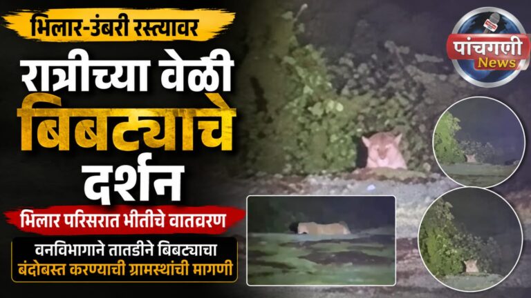 भिलार-उंबरी रस्त्यावर रात्रीच्या वेळी बिबट्याचे दर्शन; भिलार परिसरात भीतीचे वातावरण ​वनविभागाने तातडीने बिबट्याचा बंदोबस्त करण्याची ग्रामस्थांची मागणी