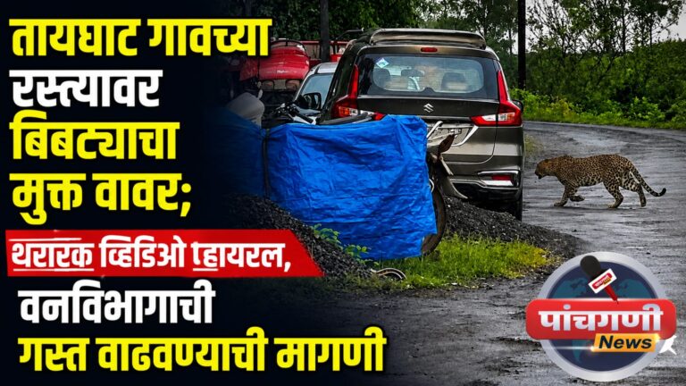 पाचगणी लगतच्या तायघाट परिसरात बिबट्याचे दर्शन; अनिकेत बेलोशेंनी मोबाईलमध्ये टिपला व्हिडिओ, नागरिकांमध्ये घबराट