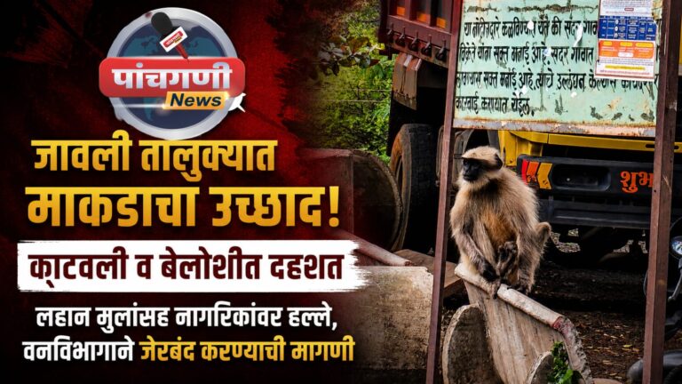 जावली तालुक्यात माकडाचा उच्छाद! काटवली व बेलोशीत दहशत; लहान मुलांसह नागरिकांवर हल्ले, वनविभागाने जेरबंद करण्याची मागणी