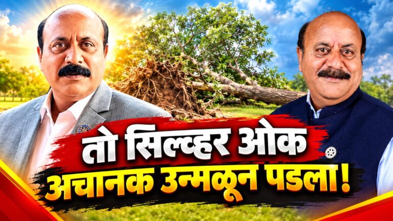 तो सिल्व्हर ओक अचानक उन्मळून पडला!