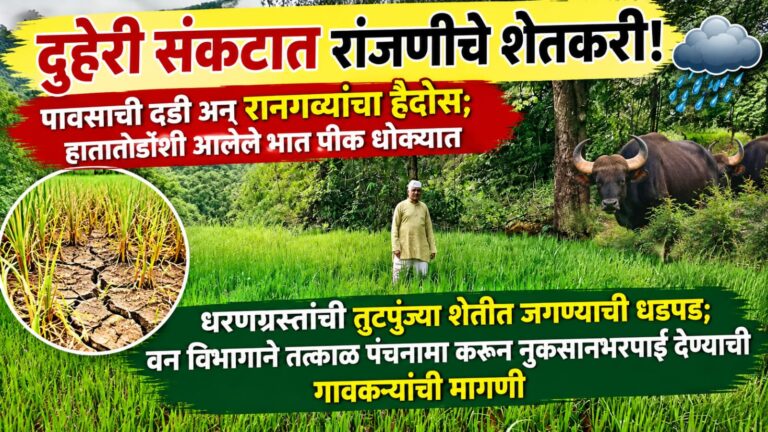 दुहेरी संकटात रांजणीचे शेतकरी! पावसाची दडी अन् रानगव्यांचा हैदोस; हातातोंडाशी आलेले भात पीक धोक्यात