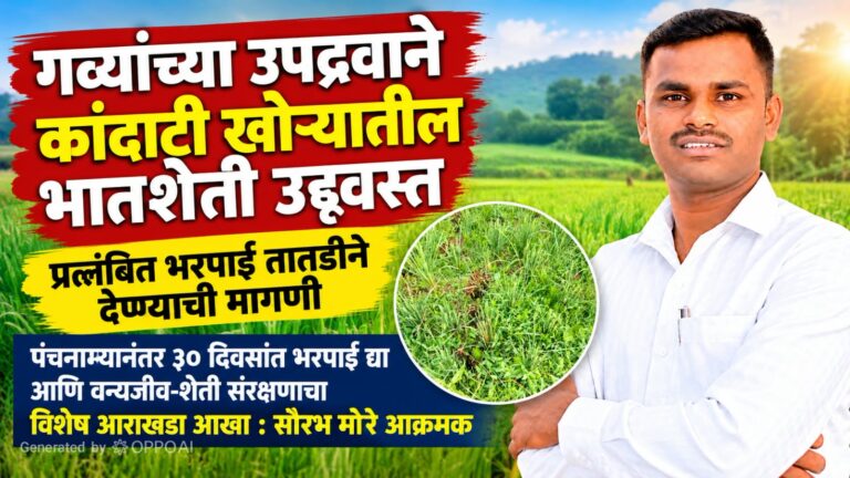 गव्यांच्या उपद्रवाने कांदाटी खोऱ्यातील भातशेती उद्ध्वस्त; प्रलंबित भरपाई तातडीने देण्याची मागणी ​पंचनाम्यानंतर ३० दिवसांत भरपाई द्या आणि वन्यजीव-शेती संरक्षणाचा विशेष आराखडा आखा : सौरभ मोरे आक्रमक