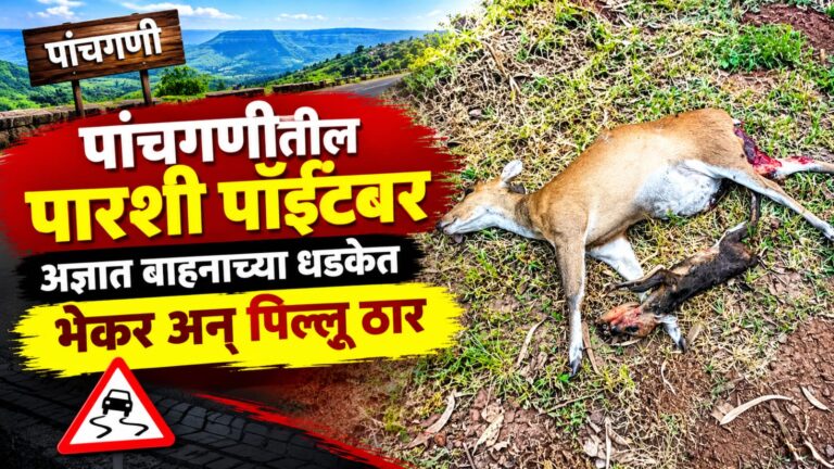 पारशी पॉईंटवर अज्ञात वाहनाच्या धडकेत भेकर अन्‌ पिल्लू ठार