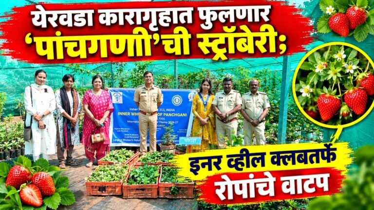 येरवडा कारागृहात फुलणार ‘पांचगणी’ची स्ट्रॉबेरी; इनर व्हील क्लबतर्फे रोपांचे वाटप